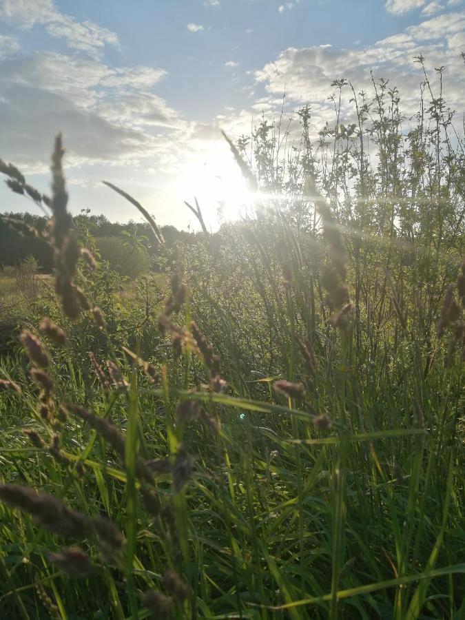 Ostoja Leilighet Białowieża Eksteriør bilde