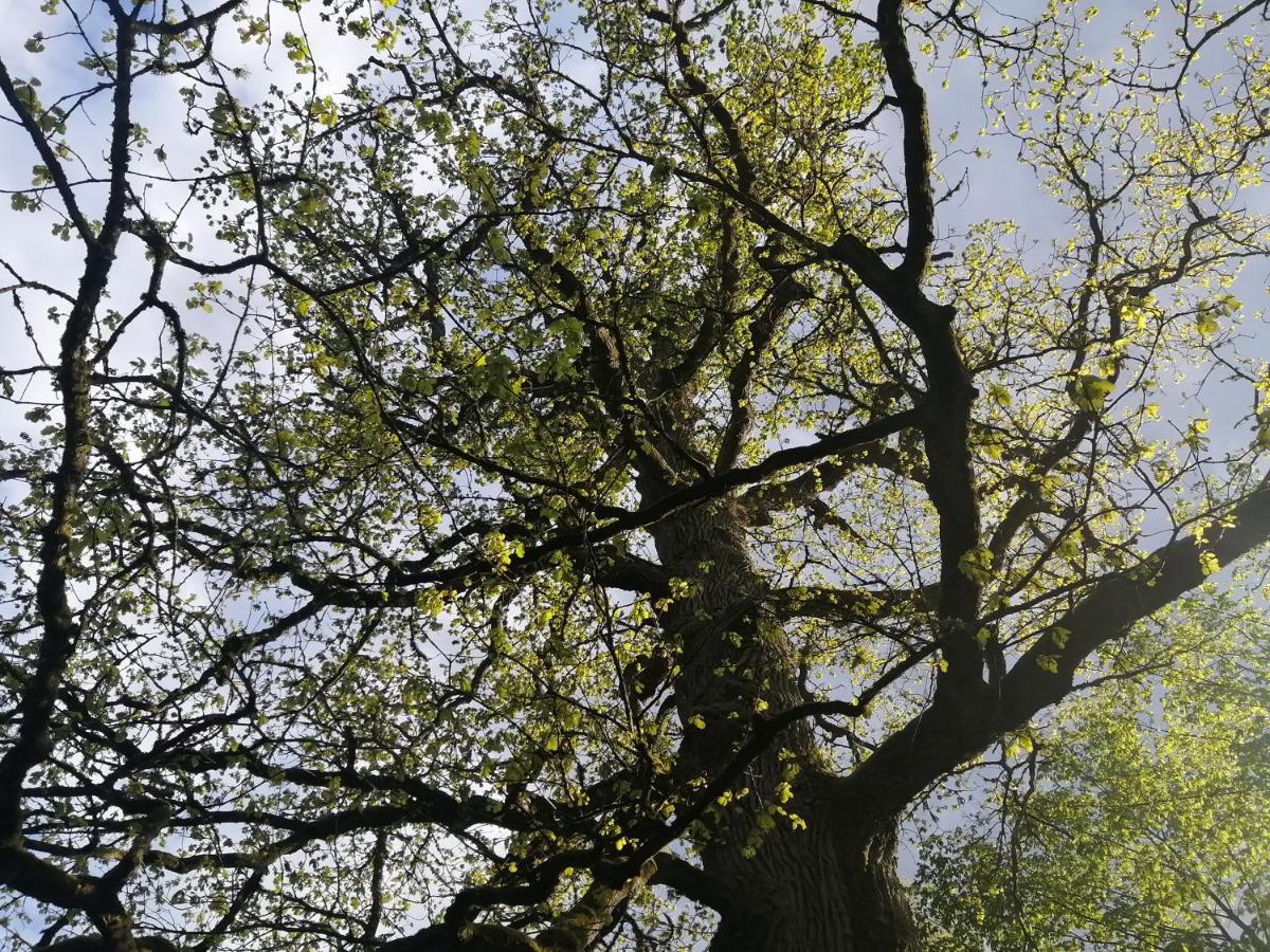 Ostoja Leilighet Białowieża Eksteriør bilde